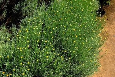 ORTO BOTANICO di Palermo nel maggio 2018. Fotografie di Giulio Azzarello &copy;2018.