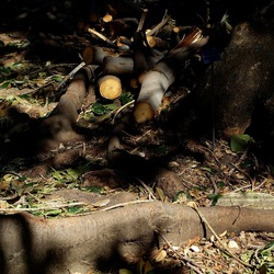 ORTO BOTANICO DI PALERMO. Fotografie di Giulio Azzarello ©2022. ORTO BOTANICO DI PALERMO. Fotografie di Giulio Azzarello ©2022.