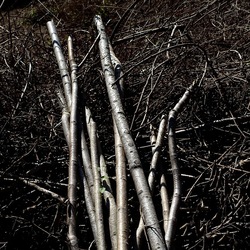 RAMI E ROVI. Fotografie di Giulio Azzarello ©2023. RAMI E ROVI. Fotografie di Giulio Azzarello ©2023.