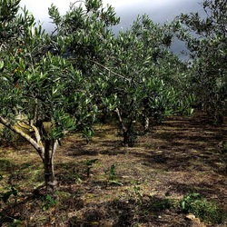 CAMMINANDO. Fotografie di Giulio Azzarello &copy;2024.