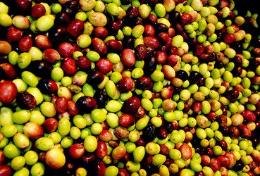 TIPICO FRANTOIO fotografie di Giulio Azzarello ©2014. TIPICO FRANTOIO fotografie di Giulio Azzarello ©2014.