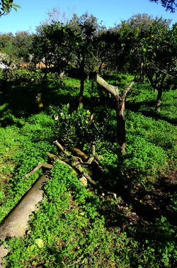 AGRUMETO SICILIANO in autunno. Fotografie di Giulio Azzarello &copy;2014.