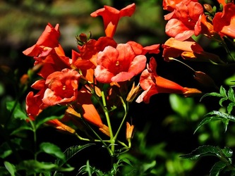 GIARDINO SICILIANO fotografie di Giulio Azzarello ©2021. GIARDINO SICILIANO fotografie di Giulio Azzarello ©2021.