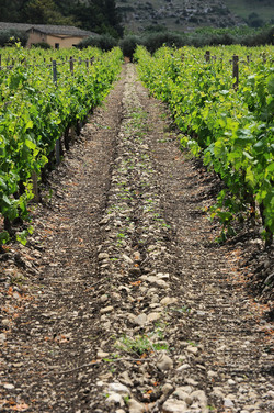 VIGNETO AGRITURISTICO PLANETA a Sambuca di Sicilia. Fotografie di Giulio Azzarello &copy;2014.