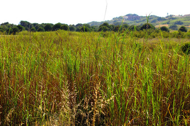CANNETI in SICILIA. Fotografie di Giulio Azzarello &copy;2016.