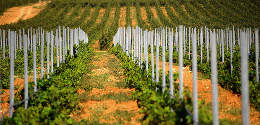 VIGNETO GIOVANE in Sicilia fotografie di Giulio Azzarello &copy;2016.