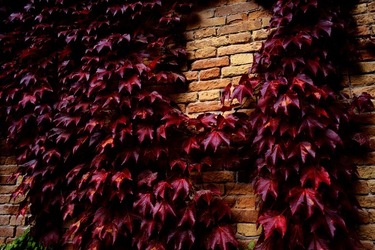 BIENNALE di VENEZIA Arte Contemporanea Giardini. Fotografie di Giulio Azzarello &copy;2020.