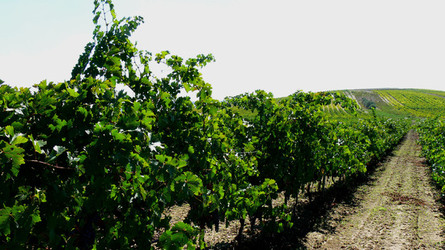 VIGNETO tipico siciliano a Salemi panoramiche e particolari. Fotografie di Giulio Azzarello &copy;2014.