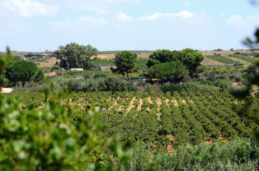 GORGHI TONDI oasi di vigneti e piante Mazzara del Vallo in Sicilia. Foto di Giulio Azzarello ©2016. GORGHI TONDI oasi di vigneti e piante Mazzara del Vallo in Sicilia. Foto di Giulio Azzarello ©2016.