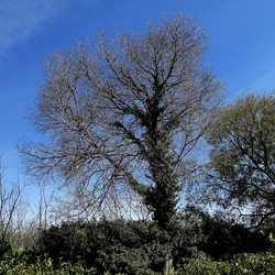 PIANTE. Fotografie di Giulio Azzarello &copy;2022.