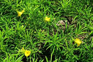 GIARDINO ARABO fotografie di Giulio Azzarello ©2021. GIARDINO ARABO fotografie di Giulio Azzarello ©2021.