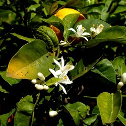 GIARDINO SICILIANO. Fotografie di Giulio Azzarello &copy;2024.