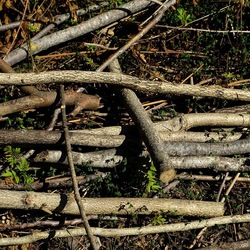 RAMI E ROVI. Fotografie di Giulio Azzarello ©2023. RAMI E ROVI. Fotografie di Giulio Azzarello ©2023.