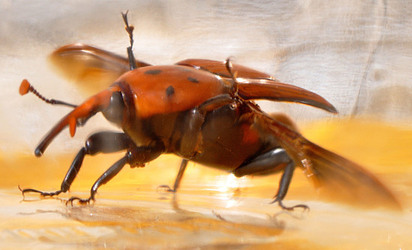 IL COLEOTTERO ROSSO e la moritura delle palme. Fotografie di Giulio Azzarello &copy;2014.