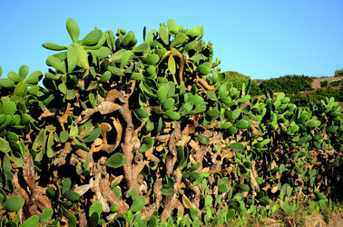 ISOLA DI USTICA la natura. Fotografie di Giulio Azzarello &copy;2016.