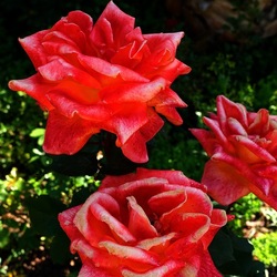 ROSETO. Fotografie di Giulio Azzarello &copy;2022.