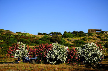 ISOLA DI USTICA la natura. Fotografie di Giulio Azzarello &copy;2016.