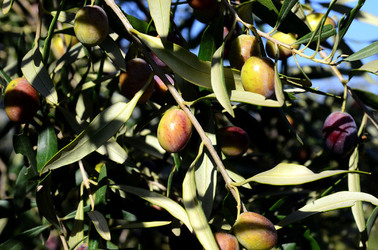 ULIVETO in autunno. Fotografie di Giulio Azzarello ©2014. ULIVETO in autunno. Fotografie di Giulio Azzarello ©2014.