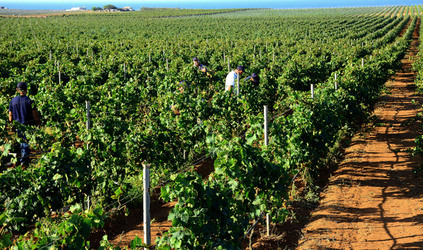 VENDEMMIA a Mazzara del Vallo in Sicilia con i contadini. Fotografie di Giulio Azzarello ©2016. VENDEMMIA a Mazzara del Vallo in Sicilia con i contadini. Fotografie di Giulio Azzarello ©2016.