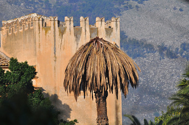 IL COLEOTTERO ROSSO e la moritura delle palme. Fotografie di Giulio Azzarello &copy;2014.
