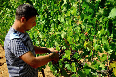 VENDEMMIA a S.Cristina Gela i coltivatori. Fotografie di Giulio Azzarello ©2016. VENDEMMIA a S.Cristina Gela i coltivatori. Fotografie di Giulio Azzarello ©2016.