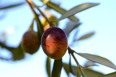 ULIVETO in autunno. Fotografie di Giulio Azzarello ©2014. ULIVETO in autunno. Fotografie di Giulio Azzarello ©2014.