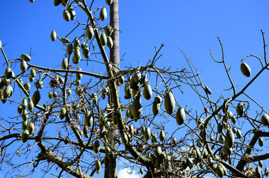 MACCHIA MEDITERRANEA in Sicilia. Fotografie di Giulio Azzarello &copy;2106.