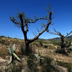 SEGESTA. Fotografie di Giulio Azzarello ©2024. SEGESTA. Fotografie di Giulio Azzarello ©2024.