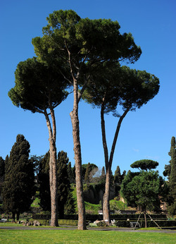 LE TERME DI CARACALLA a Roma visioni panoramiche o particolari. Fotografie di Giulio Azzarello &copy;2014.