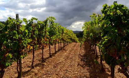 VENDEMMIA di AUTUNNO a S.Cristina Gela in Sicilia. Fotografie di Giulio Azzarello &copy;2016.