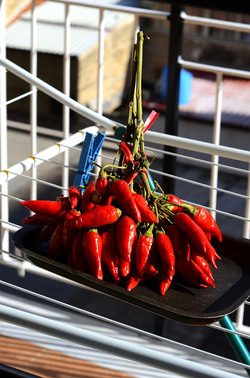 PEPERONCINO fotografie di Giulio Azzarello ©2014. PEPERONCINO fotografie di Giulio Azzarello ©2014.