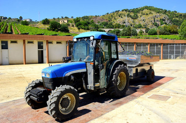 AZIENDA VITIVINICOLA in Sicilia. Fotografie di Giulio Azzarello ©2016. AZIENDA VITIVINICOLA in Sicilia. Fotografie di Giulio Azzarello ©2016.