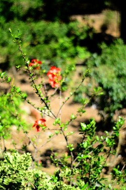 HABITAT NATURA in campagna. Fotografie di Giulio Azzarello ©2015 2016. HABITAT NATURA in campagna. Fotografie di Giulio Azzarello ©2015 2016.