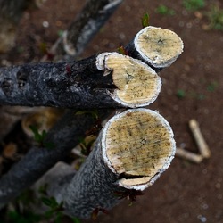 TRONCHI. Fotografie di Giulio Azzarello ©2022.