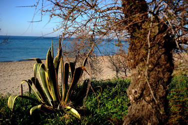 AGAVE selvatica sul mare in Sicilia a Cefalù. Fotografie di Giulio Azzarello ©2014. AGAVE selvatica sul mare in Sicilia a Cefalù. Fotografie di Giulio Azzarello ©2014.