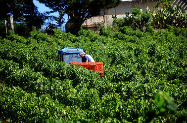 VENDEMMIA a S.Cristina Gela i coltivatori. Fotografie di Giulio Azzarello ©2016. VENDEMMIA a S.Cristina Gela i coltivatori. Fotografie di Giulio Azzarello ©2016.