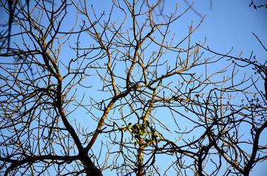GOLE DELL ALCANTARA in Sicilia. Fotografie di Giulio Azzarello &copy;2016.