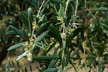 ULIVETO SICILIANO. Fotografie di Giulio Azzarello ©2022.