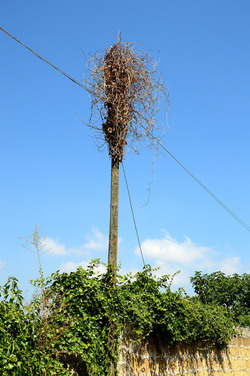 GRANDE NIDO spontaneo in campagna. Fotografie di Giulio Azzarello &copy;2014.