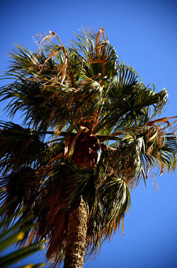 MACCHIA MEDITERRANEA in Sicilia. Fotografie di Giulio Azzarello &copy;2106.