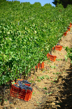 VENDEMMIA a S.Cristina Gela in Sicilia. Fotografie di Giulio Azzarello &copy;2016.