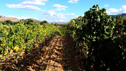 VENDEMMIA di AUTUNNO a S.Cristina Gela in Sicilia. Fotografie di Giulio Azzarello &copy;2016.
