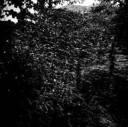 ROSE fotografie di Giulio Azzarello ©2021. ROSE fotografie di Giulio Azzarello ©2021.
