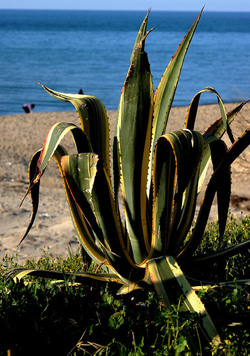 AGAVE selvatica sul mare in Sicilia a Cefalù. Fotografie di Giulio Azzarello ©2014. AGAVE selvatica sul mare in Sicilia a Cefalù. Fotografie di Giulio Azzarello ©2014.