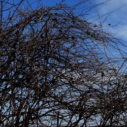 PIANTE. Fotografie di Giulio Azzarello ©2022. PIANTE. Fotografie di Giulio Azzarello ©2022.