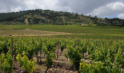 VIGNETO AGRITURISTICO PLANETA a Sambuca di Sicilia. Fotografie di Giulio Azzarello &copy;2014.