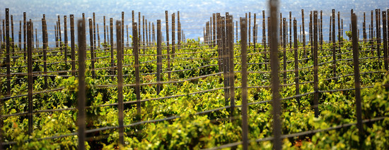 VIGNETO GIOVANE in Sicilia fotografie di Giulio Azzarello &copy;2016.