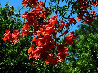 GIARDINO SICILIANO fotografie di Giulio Azzarello ©2021. GIARDINO SICILIANO fotografie di Giulio Azzarello ©2021.