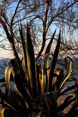 AGAVE selvatica sul mare in Sicilia a Cefalù. Fotografie di Giulio Azzarello ©2014. AGAVE selvatica sul mare in Sicilia a Cefalù. Fotografie di Giulio Azzarello ©2014.