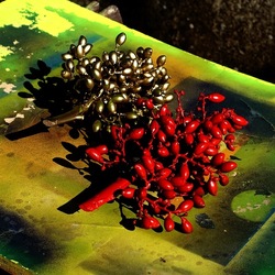 SPECCHIATI. Fotografia di Giulio Azzarello ©2023. SPECCHIATI. Fotografia di Giulio Azzarello ©2023.